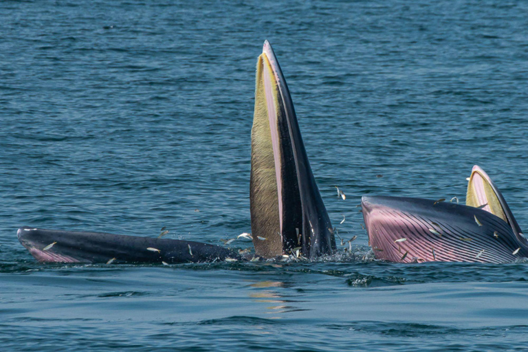 From Pattaya: Upper Gulf of Thailand Whale Watching Day Tour