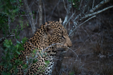 Da Anuradhapura: Safari di mezza giornata al Parco Nazionale di Wilpattu