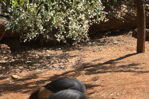 Addis Ababa Layover Tour: Unity Park, Coffee & Local Lunch