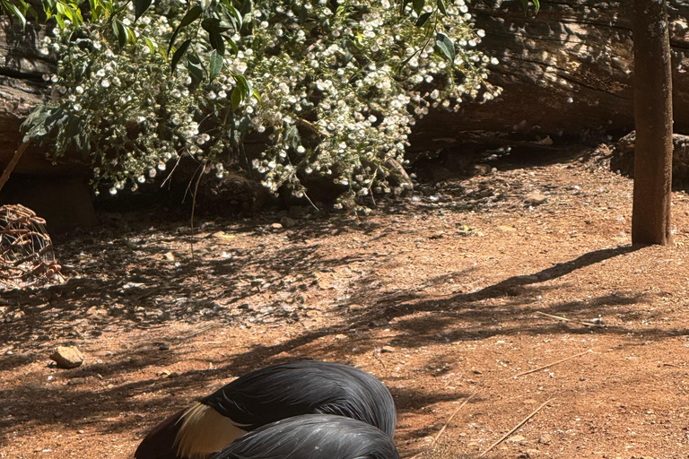 Addis Ababa Layover Tour: Unity Park, Coffee & Local Lunch