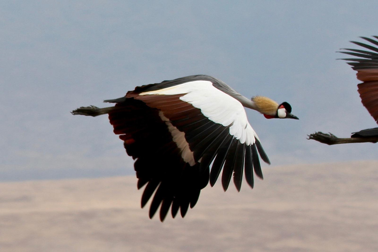 Da Arusha: tour di 2 giorni al Lago Manyara e al cratere di Ngorongoro