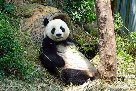 Beijing: Forbidden City & Panda Zoo Private Tour Beijing Panda Zoo （only ticket，not tour）
