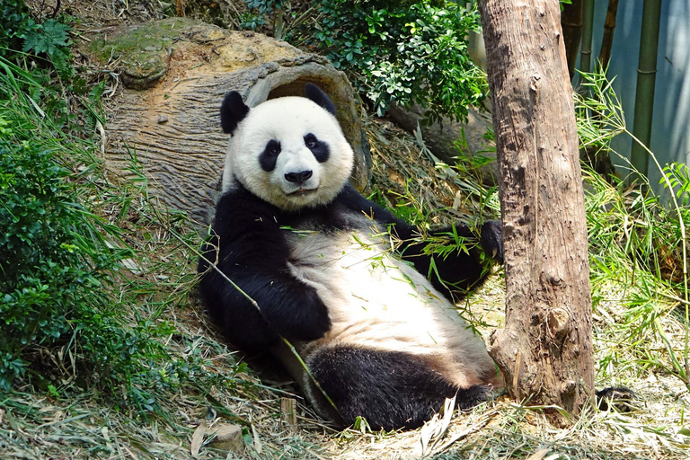 Beijing: Forbidden City & Panda Zoo Private Tour Beijing Panda Zoo （only ticket，not tour）