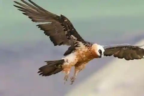 Birding Watching tours to the Simien Mountains and Lake Tana