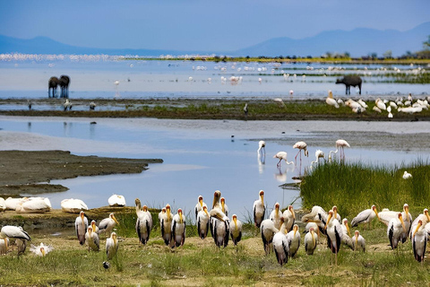 Lago Manyara: Excursión de un día Safari con observación de aves