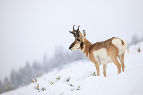 From Jackson Hole: Half-Day Grand Teton Winter Wildlife Tour