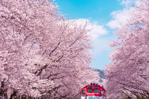 Von Busan: Jinhae Cherry Blossom Festival Tag oder Nacht TourNächtliche Jinhae Tour, Treffen am Busan Bahnhof