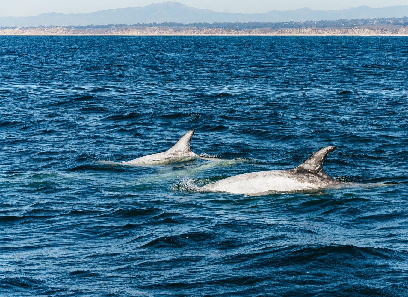 Monterey Bay: Tur med hvalsafari