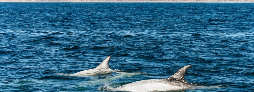 Baie de Monterey : Observation des baleines