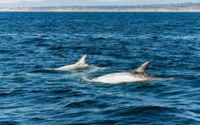Monterey Bay: Whale Watching Tour