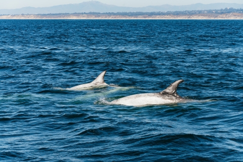 Monterey Bay: excursie walvissen spottenOchtendtrip walvissen spotten - in de winter