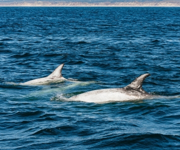 Monterey: Whale-Watching-Tour in der Monterey Bay