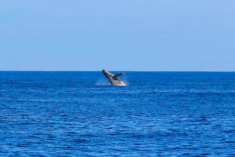 Waianae, West Oahu: Whale Watching Tour (Semi-Private Tour)
