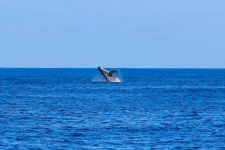 Waianae, West Oahu: Whale Watching Tour (Semi-Private Tour)