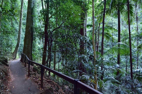 Brisbane: Ônibus hop-on hop-off para a Tamborine Mountain