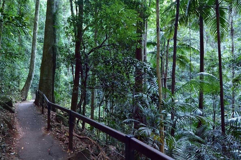 Brisbane: Hop on Hop off Bus naar Tamborine Mountain