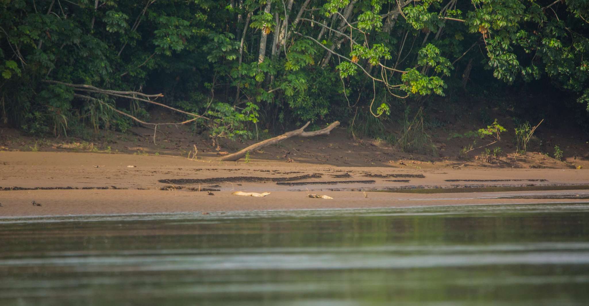 Tambopata Arara Macaw Clay Lick 4 dias/3 noites - Hizvo