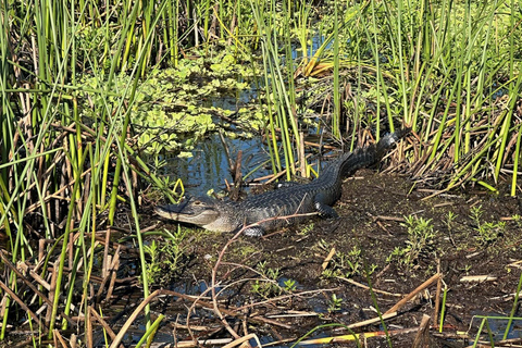 Kissimmee: Everglades Alligator and Wildlife Airboat Tour