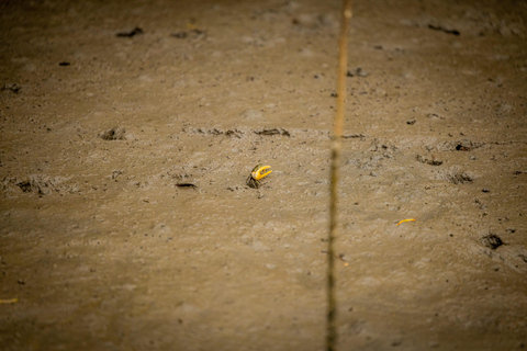 Langkawi:6 Hours Mangrove Night Safari with Pick Up & Dinner