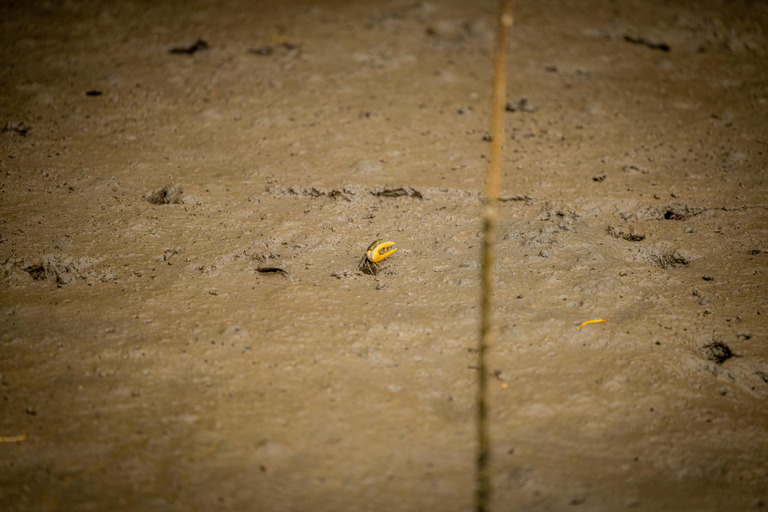 Langkawi:6 Hours Mangrove Night Safari with Pick Up & Dinner