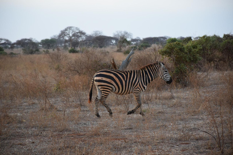 Safari di 8 giorni in Kenya Avventura a Samburu, Ol Pejeta e Masai Mara