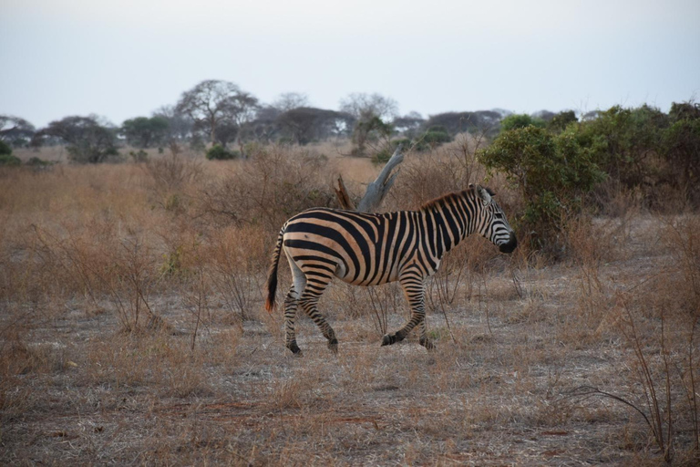 Safari di 8 giorni in Kenya Avventura a Samburu, Ol Pejeta e Masai Mara