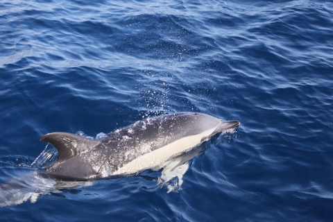 Lanzarote : île de Lobos, observation de dauphins