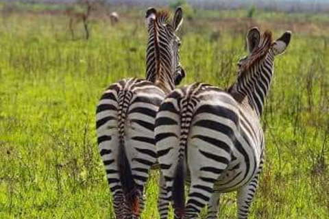 Sansibar: Safari Tagestour von Sansibar nach Mikumi