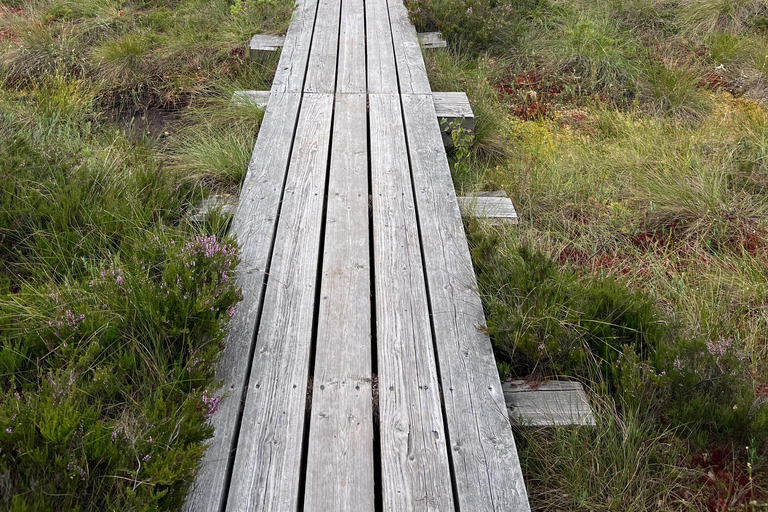 From Tallinn: 5-Day Wild Estonia Tour with Bear Watching