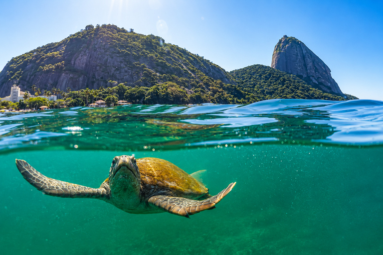 Exclusive Experience in Rio's Secret Paradise with Turtles and Stand-Up Paddleboarding