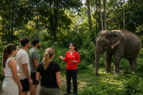 Phuket: ATV Adventure & Patong Elephant Learning Combo