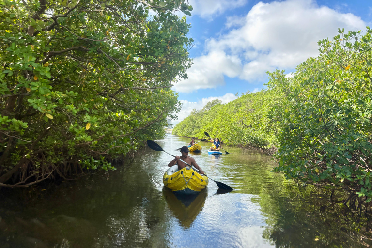 Fort Lauderdale: Kayak & Paddleboard Mangroves Eco Adventure