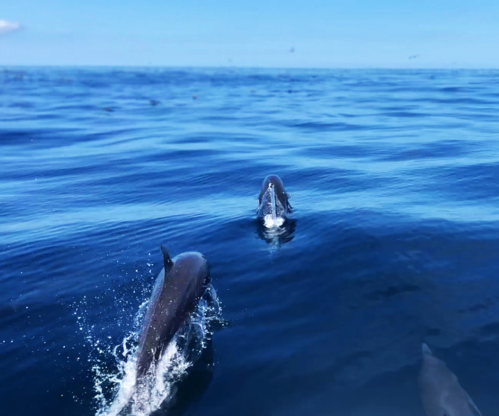 Drake Bay : Full day whales and dolphins watching