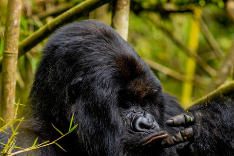 3 dagars bergsgorillatrekking med start från Entebbe slutar i Kigali