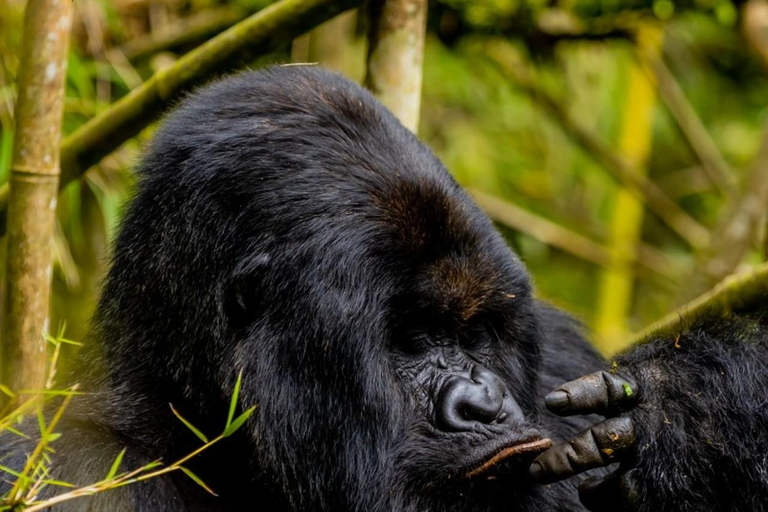 3 dagars bergsgorillatrekking med start från Entebbe slutar i Kigali