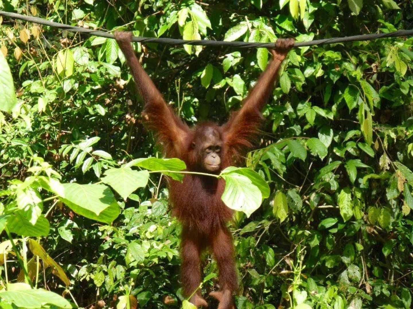 Sepilok Orang-Utan, Malaienbär & Labuk Bay Tagestour