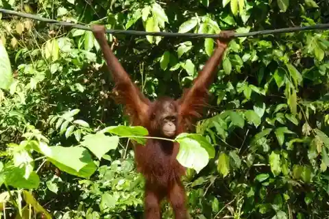 Sepilok OrangUtan, Sonnenbär & Labuk Bay Ganztag (PVT)