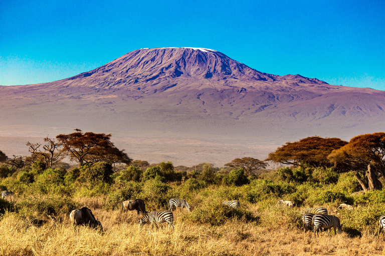 7 jours Route Machame, ascension du Kilimandjaro 2024 2025