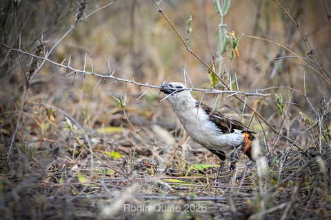 Awash Birdwatching, Wildlife & Photography Tour