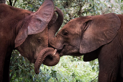 Doświadczenie ze słoniem: David Sheldrick Wildlife Trust