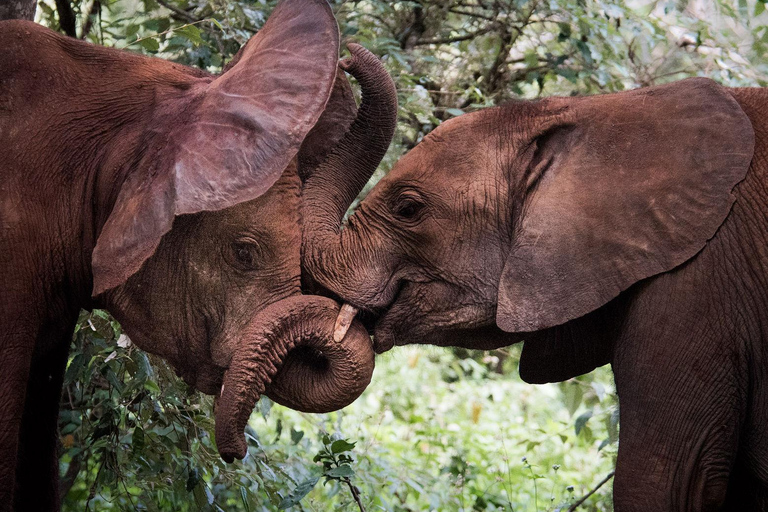 Doświadczenie ze słoniem: David Sheldrick Wildlife Trust