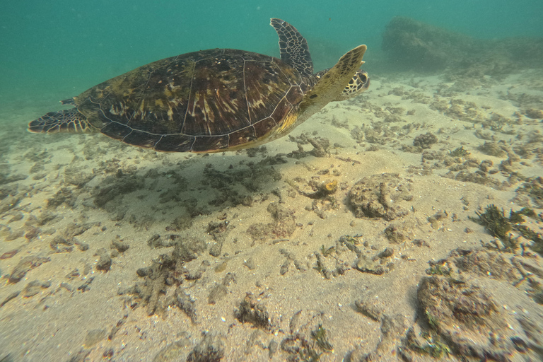 Mirissa / Polhena :Reef Snorkeling with Wild Sea Turtle Snorkeling in Mirissa