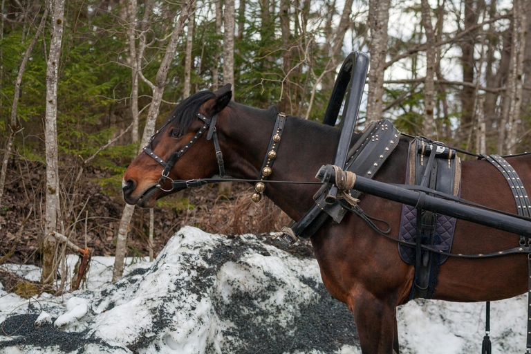 Palmer, Alaska: Summer Horse Ride with Glacier & River Views 1.5 Hours Summer Horse Ride with Glacier & River Views