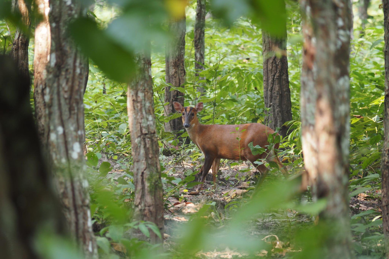 Chitwan National Park: Canoeing and Jungle Walk with Lunch
