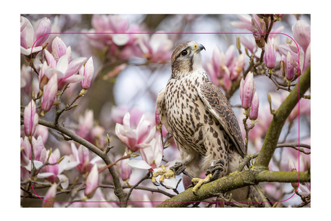 Sessione di assaggio di falconeria VIP