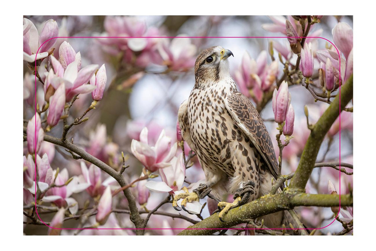 VIP falconry taster session