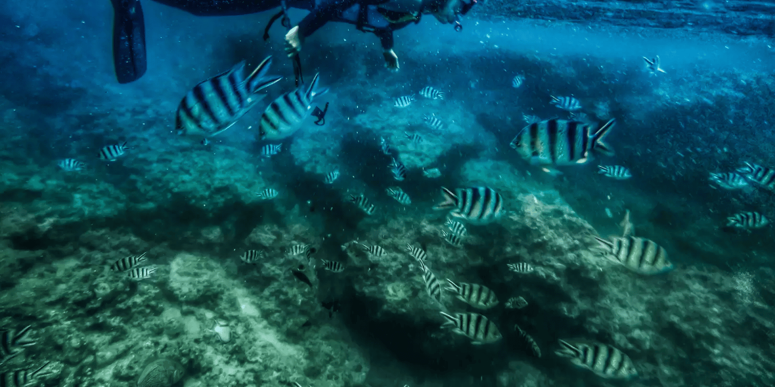 Bali snorkeling tour — underwater marine life and coral reefs — image 7