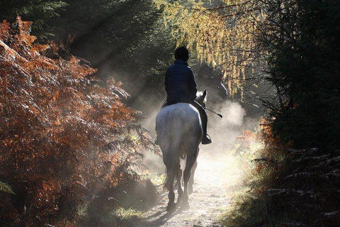 Izmir: Guided Horseback Ride Through Forest Paths 1-Hour Guided Horseback Ride Through Forest Paths