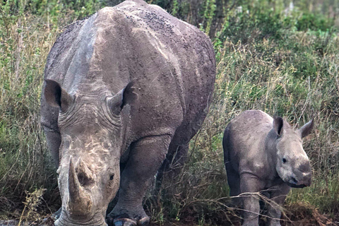 Nairobi: Lake Nakuru National Park Safari with Lunch