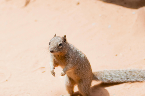 Doha: Sunset Desert Safari, Dune Bashing with dinner at Souq